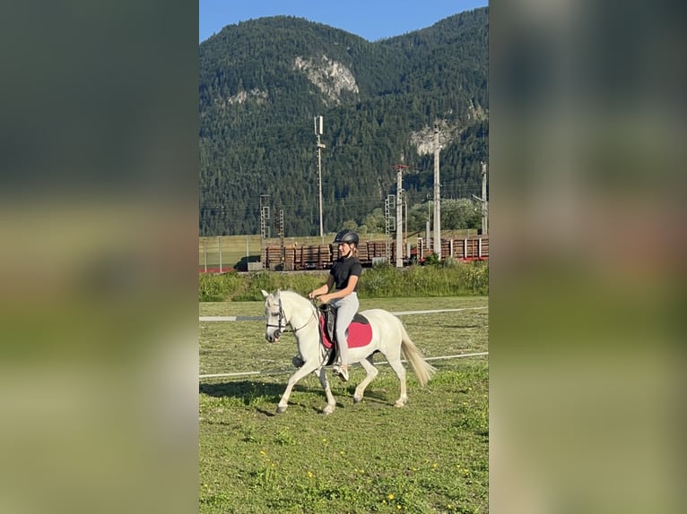 German Riding Pony Mare 13 years 11,2 hh Gray in Pelmberg