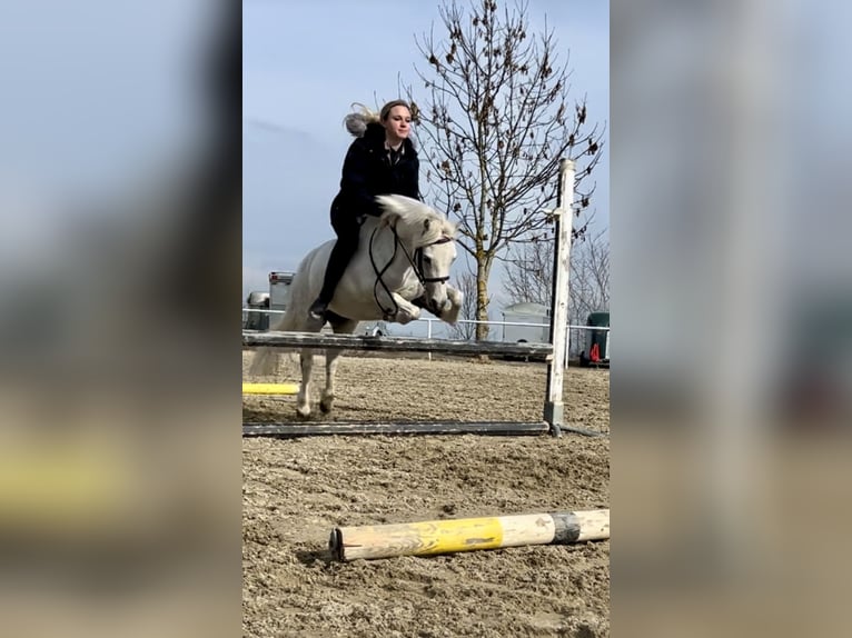 German Riding Pony Mare 13 years 11,2 hh Gray in Pelmberg
