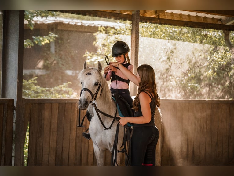 German Riding Pony Mare 13 years 12 hh Gray-Fleabitten in Wächtersbach