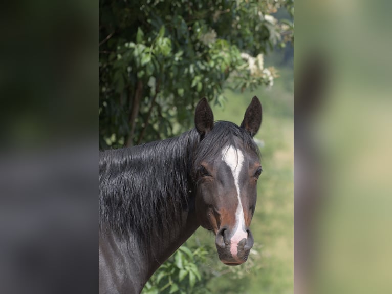 German Riding Pony Mare 13 years 13.3 hh Bay-Dark in Hardegsen