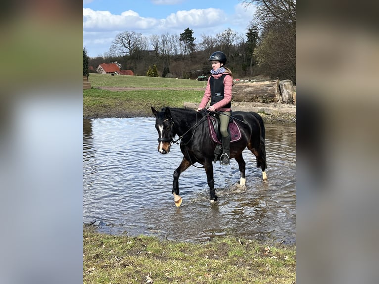 German Riding Pony Mare 13 years 13.3 hh Bay-Dark in Hardegsen
