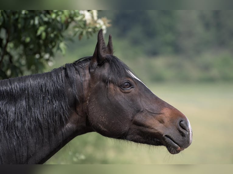 German Riding Pony Mare 13 years 13.3 hh Bay-Dark in Hardegsen