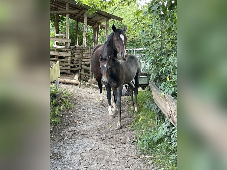 German Riding Pony Mare 13 years 13.3 hh Bay-Dark in Hardegsen