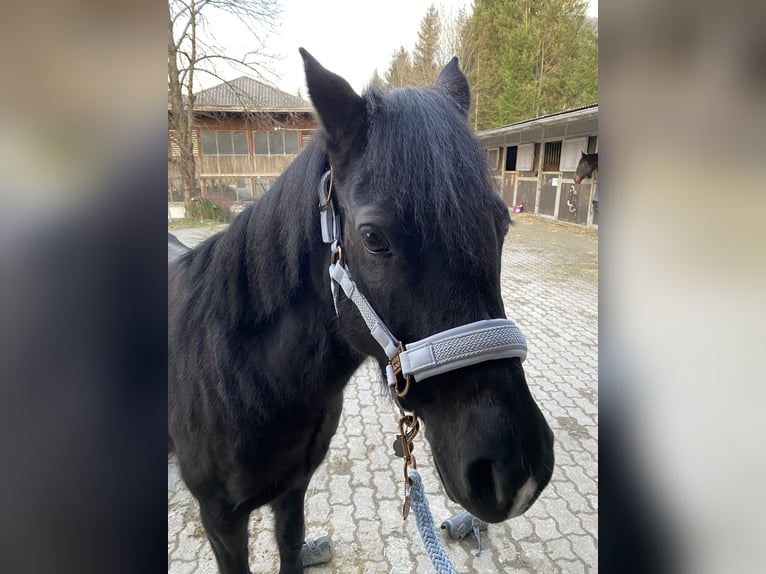 German Riding Pony Mare 13 years 13,1 hh Black in Elsbethen