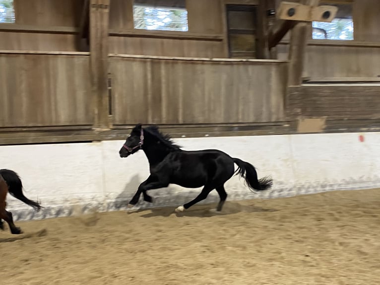 German Riding Pony Mare 13 years 13,1 hh Black in Elsbethen