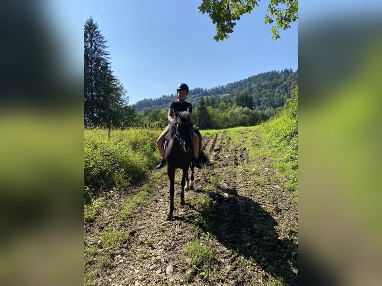 German Riding Pony Mare 13 years 13,1 hh Black in Elsbethen