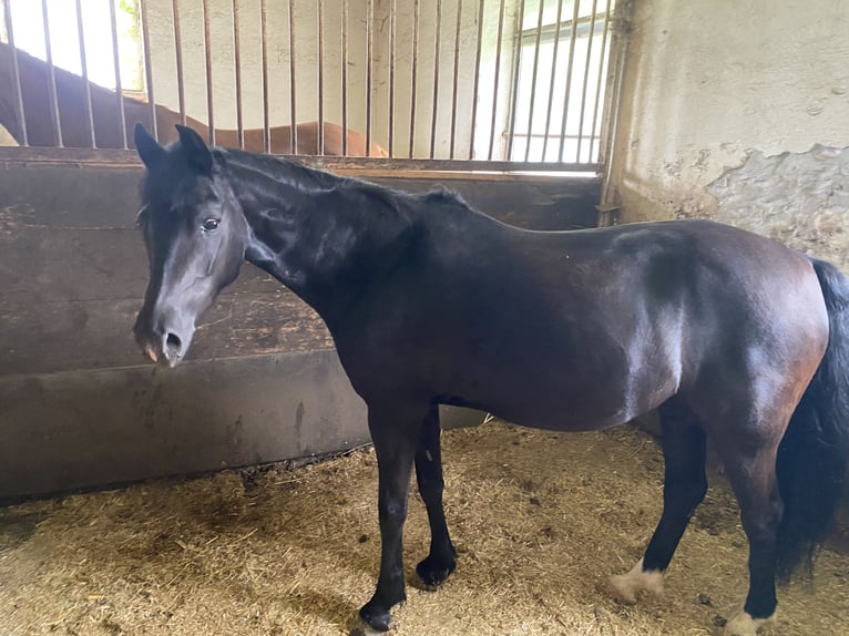 German Riding Pony Mare 13 years 13,1 hh Black in Elsbethen