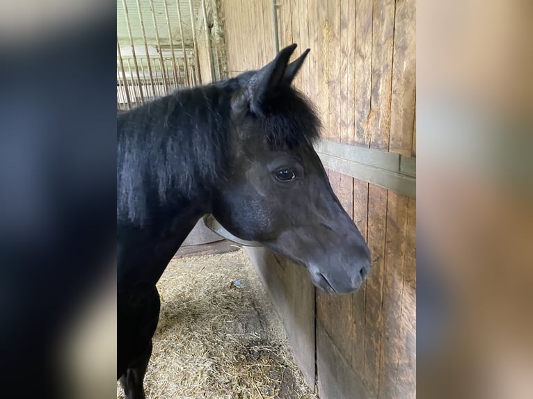 German Riding Pony Mare 13 years 13,1 hh Black in Elsbethen
