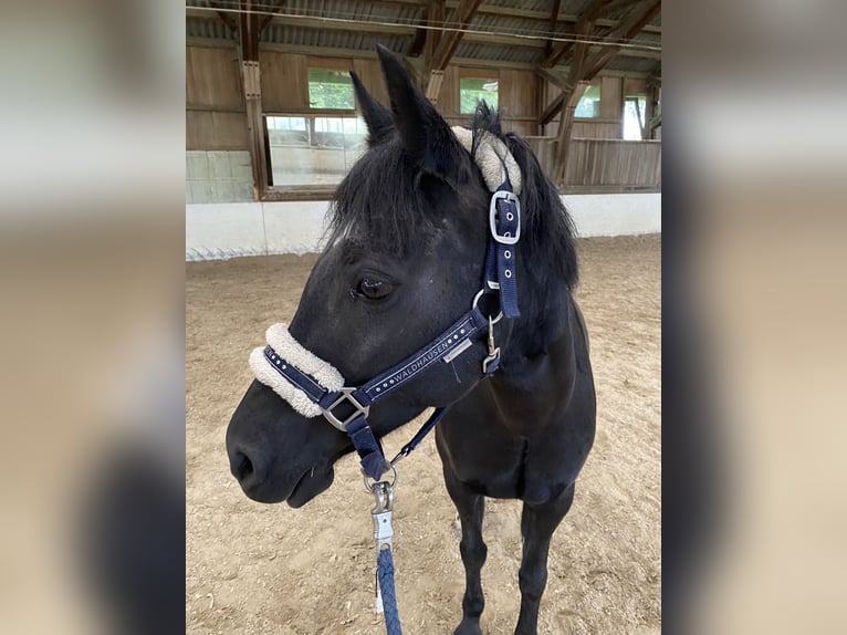 German Riding Pony Mare 13 years 13,1 hh Black in Elsbethen