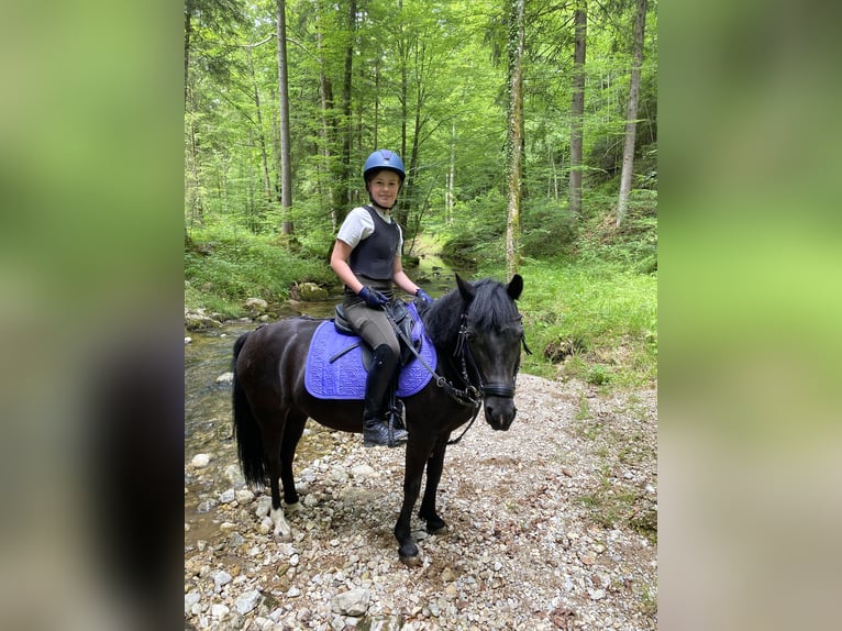 German Riding Pony Mare 13 years 13,1 hh Black in Elsbethen