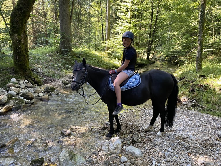 German Riding Pony Mare 13 years 13,1 hh Black in Elsbethen