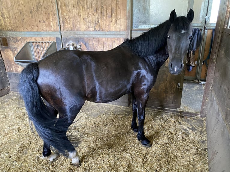 German Riding Pony Mare 13 years 13,1 hh Black in Elsbethen