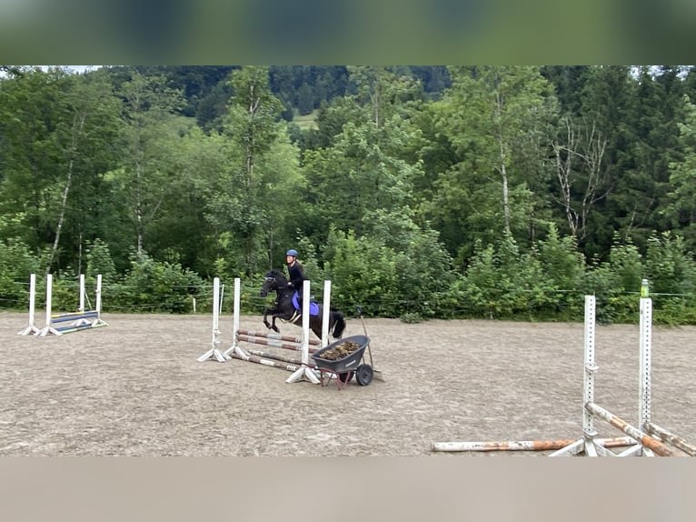 German Riding Pony Mare 13 years 13,1 hh Black in Elsbethen
