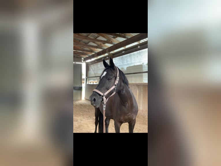 German Riding Pony Mare 13 years 14,1 hh Bay-Dark in Ganderkesee