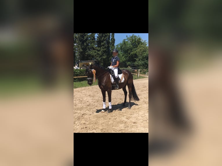 German Riding Pony Mare 13 years 14,1 hh Bay-Dark in Ganderkesee