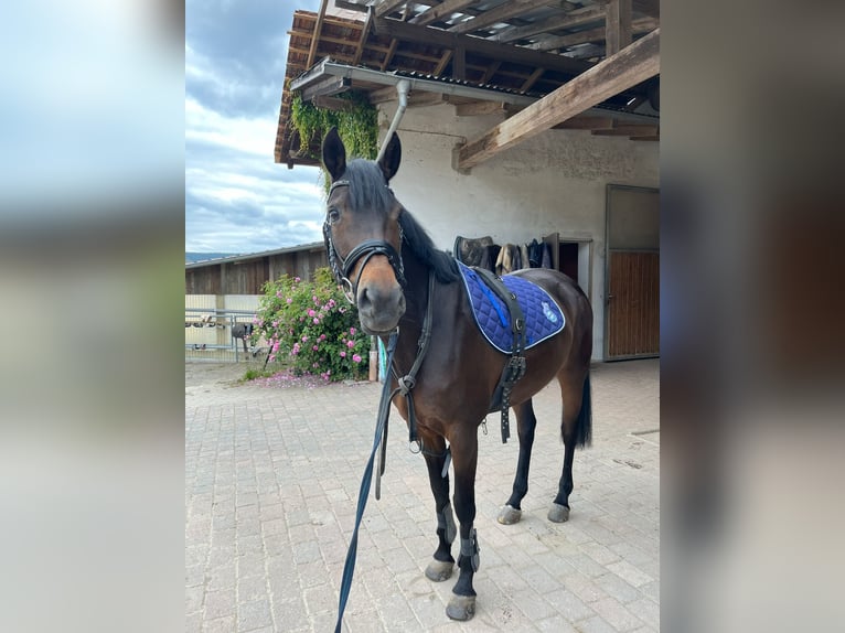 German Riding Pony Mare 13 years 14,1 hh Bay-Dark in Cadolzburg