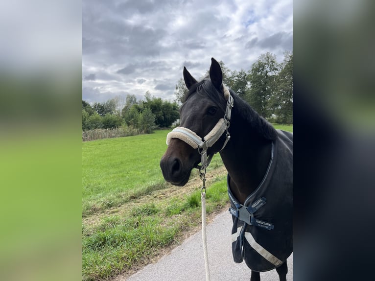 German Riding Pony Mare 13 years 14,1 hh Bay-Dark in Cadolzburg