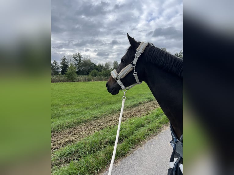 German Riding Pony Mare 13 years 14,1 hh Bay-Dark in Cadolzburg