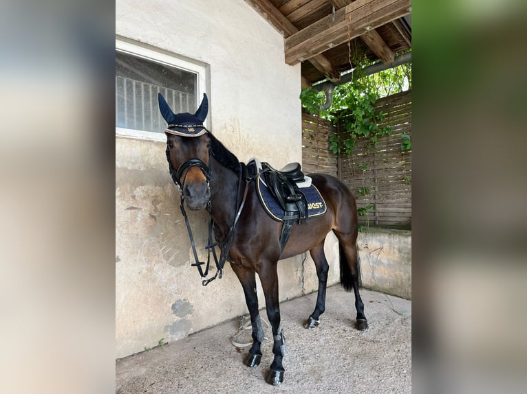 German Riding Pony Mare 13 years 14,1 hh Bay-Dark in Cadolzburg