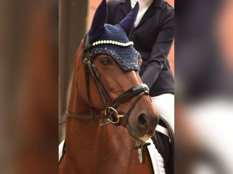 German Riding Pony Mare 13 years 14.1 hh Brown in Castrop-Rauxel