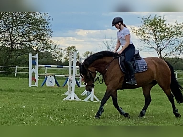 German Riding Pony Mix Mare 13 years 14,1 hh Brown in Dingen