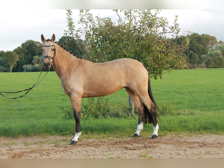 German Riding Pony Mare 13 years 14,1 hh Buckskin in Isselburg