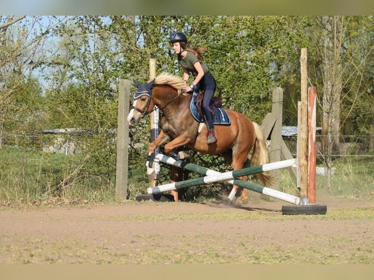 German Riding Pony Mix Mare 13 years 14,1 hh Chestnut-Red in Bad Langensalza