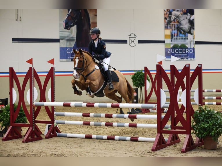 German Riding Pony Mare 13 years 14,1 hh Chestnut-Red in Ellingstedt