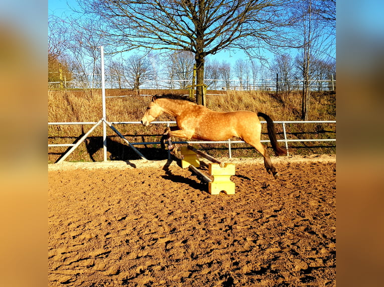 German Riding Pony Mare 13 years 14,1 hh Dun in Much