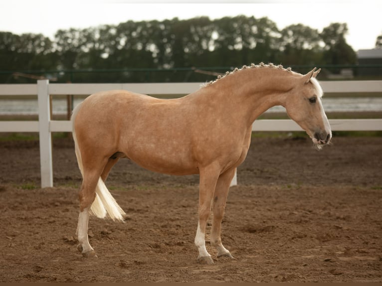 German Riding Pony Mare 13 years 14,1 hh Palomino in Kessenich