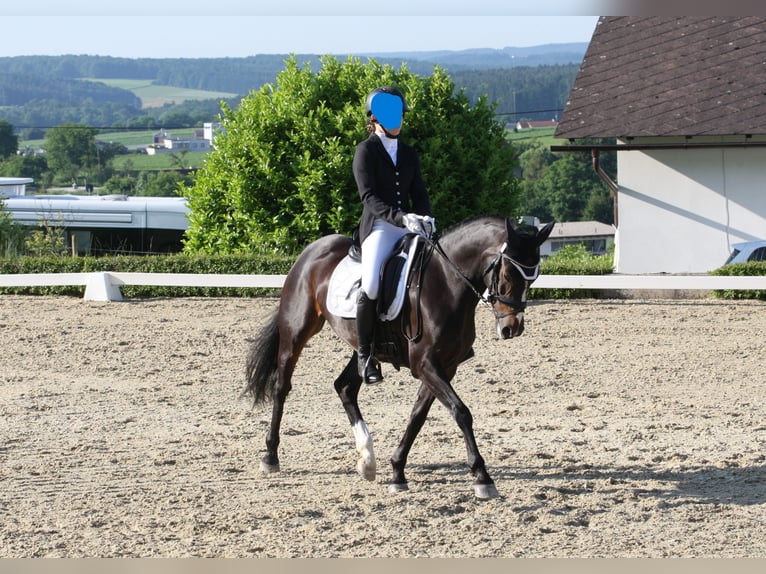 German Riding Pony Mare 13 years 14,1 hh Smoky-Black in Heiligenkreuz am Waasen