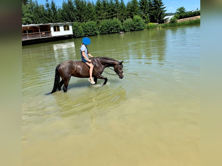 German Riding Pony Mare 13 years 14,1 hh Smoky-Black in Heiligenkreuz am Waasen