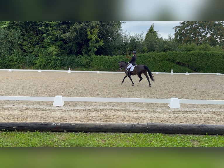 German Riding Pony Mare 13 years 14,1 hh Smoky-Black in Heiligenkreuz am Waasen