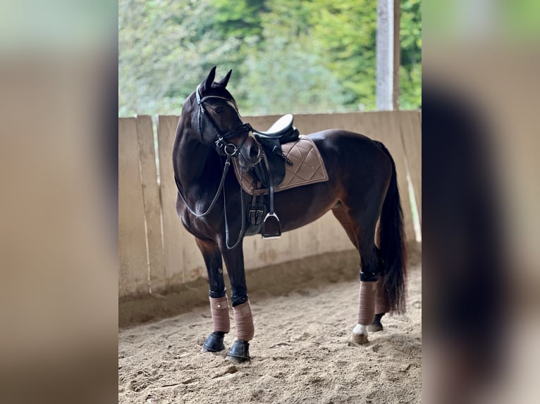 German Riding Pony Mare 13 years 14,1 hh Smoky-Black in Heiligenkreuz am Waasen