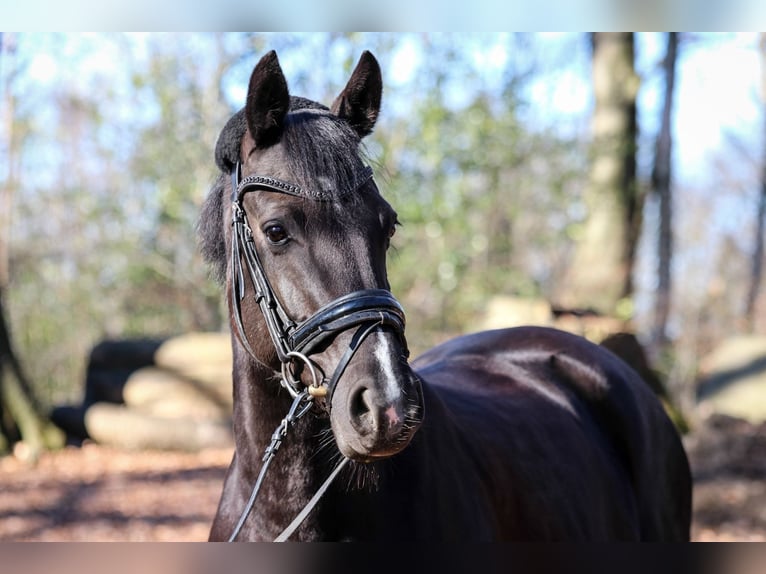 German Riding Pony Mare 13 years 14,1 hh Smoky-Black in Wuppertal