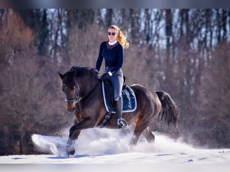 German Riding Pony Mare 13 years 14,2 hh Bay-Dark in Münster