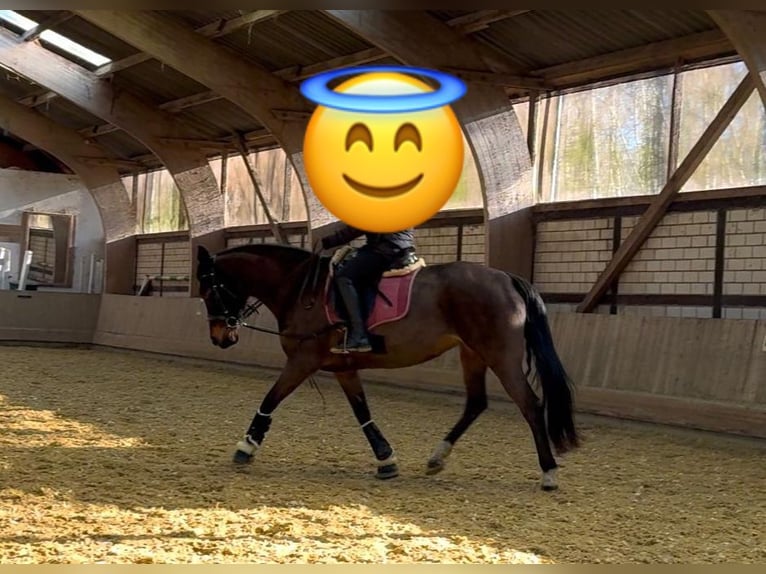 German Riding Pony Mare 13 years 14,2 hh Bay-Dark in Münster