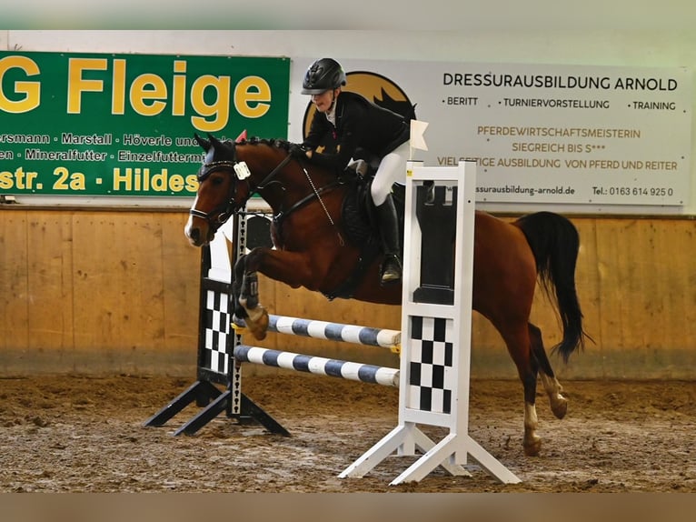 German Riding Pony Mare 13 years 14,2 hh Brown in Winsen (Aller