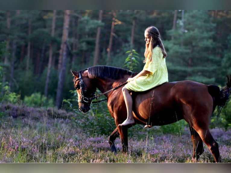 German Riding Pony Mare 13 years 14,2 hh Brown in Winsen (Aller