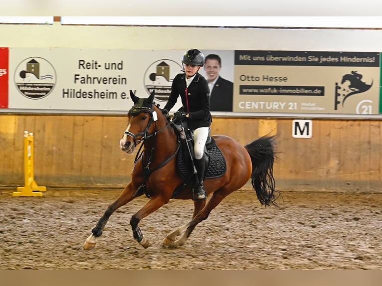 German Riding Pony Mare 13 years 14,2 hh Brown in Winsen (Aller