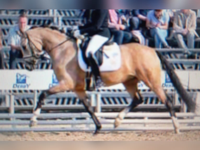 German Riding Pony Mare 13 years 14.2 hh Buckskin in Muraunberg