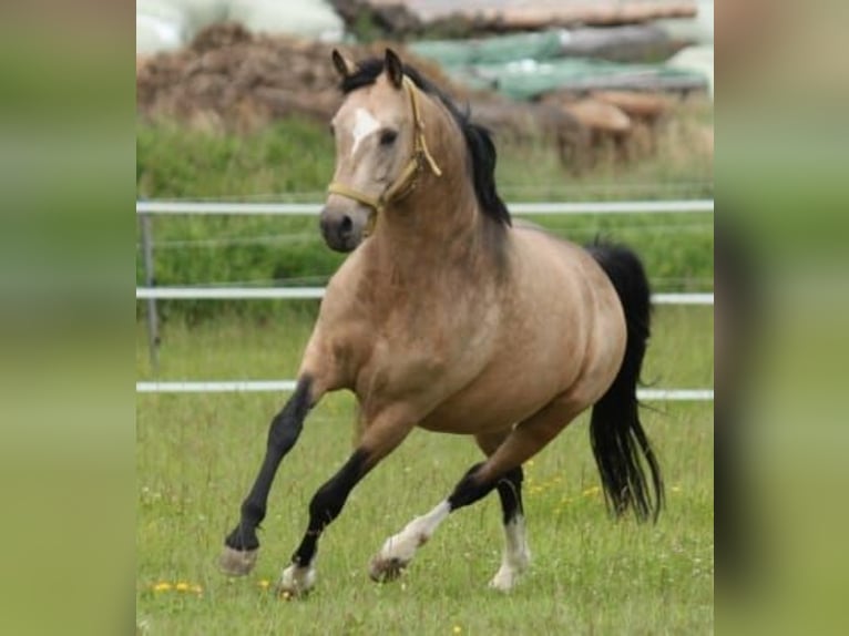 German Riding Pony Mare 13 years 14.2 hh Buckskin in Muraunberg