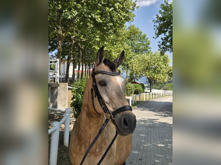 German Riding Pony Mare 13 years 14.2 hh Buckskin in Muraunberg