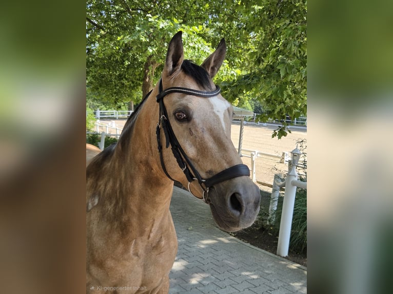German Riding Pony Mare 13 years 14.2 hh Buckskin in Muraunberg