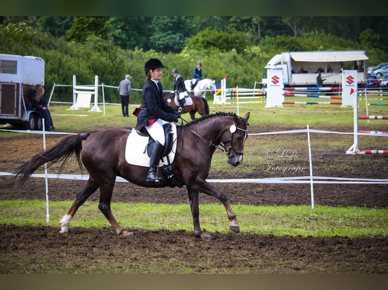 German Riding Pony Mare 13 years 14,2 hh Chestnut in Kiel