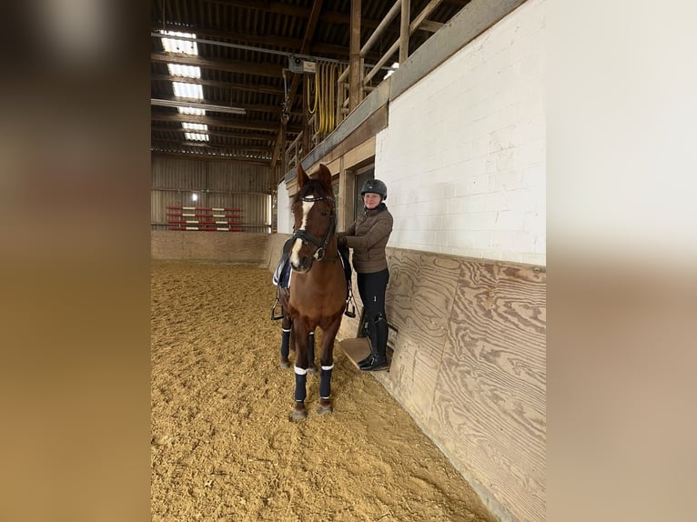 German Riding Pony Mare 13 years 14,2 hh Chestnut in Overath