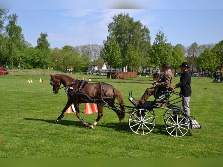 German Riding Pony Mare 13 years 14,2 hh Chestnut-Red in Oering