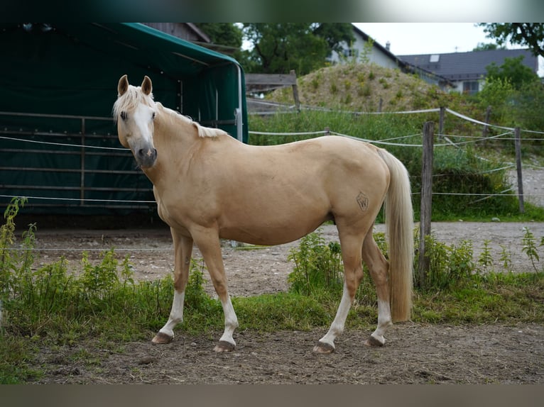German Riding Pony Mare 13 years 14.2 hh Palomino in Dießen am Ammersee