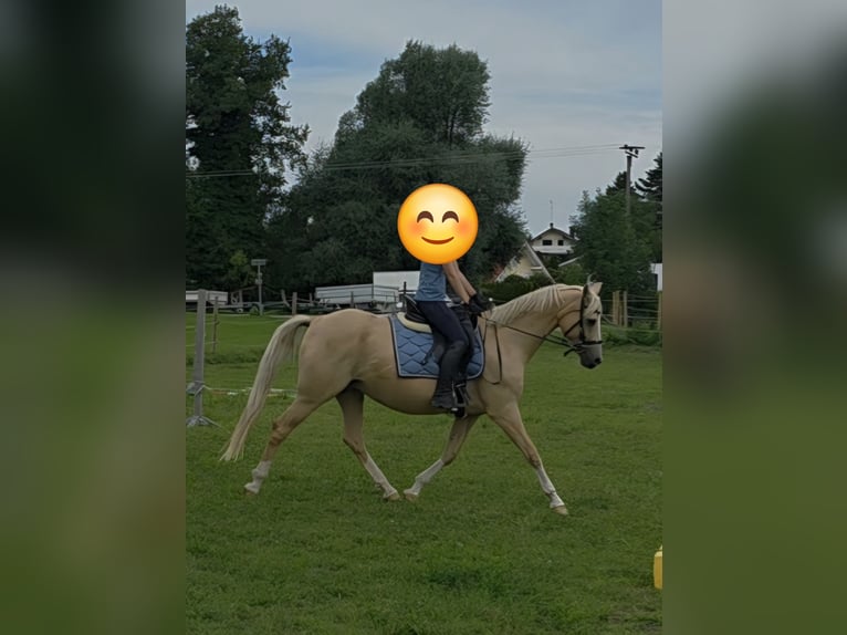 German Riding Pony Mare 13 years 14.2 hh Palomino in Dießen am Ammersee