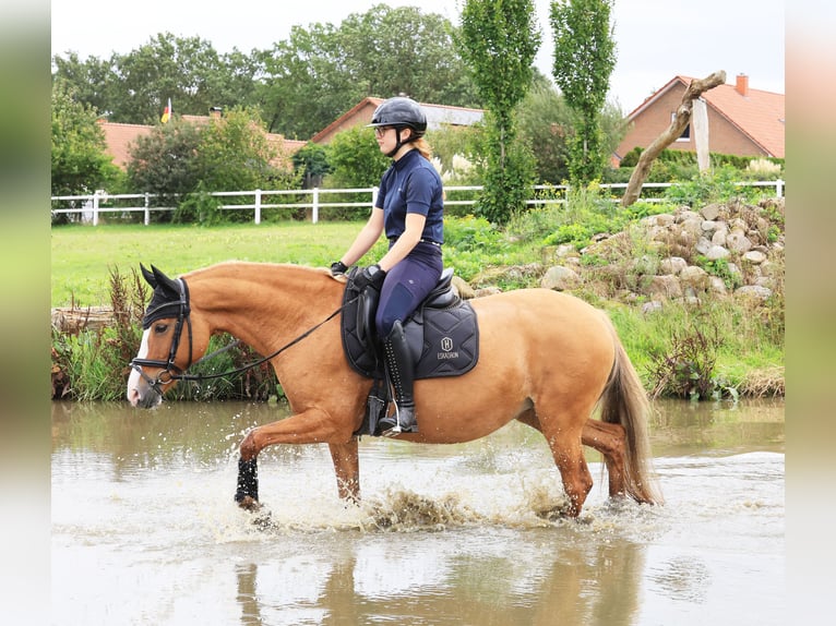 German Riding Pony Mare 13 years 14.2 hh Red Dun in Stuhr